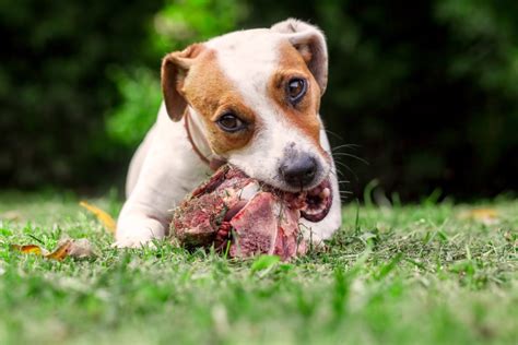 Can Dogs Eat Raw Meat? How To Lower The Risk Of ...